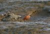 Curlew Sandpiper at Wakering Stairs (Steve Arlow) (98449 bytes) Curlew Sandpiper at Wakering Stairs (Steve Arlow) (98449 bytes)